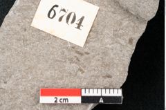 Foto (Detailansicht) von Plantae indet.  (NHMW-GEO-2024-0188-6704)